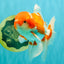 A Grade  Red White Oranda Male 5.5 inches #100926OR_15
