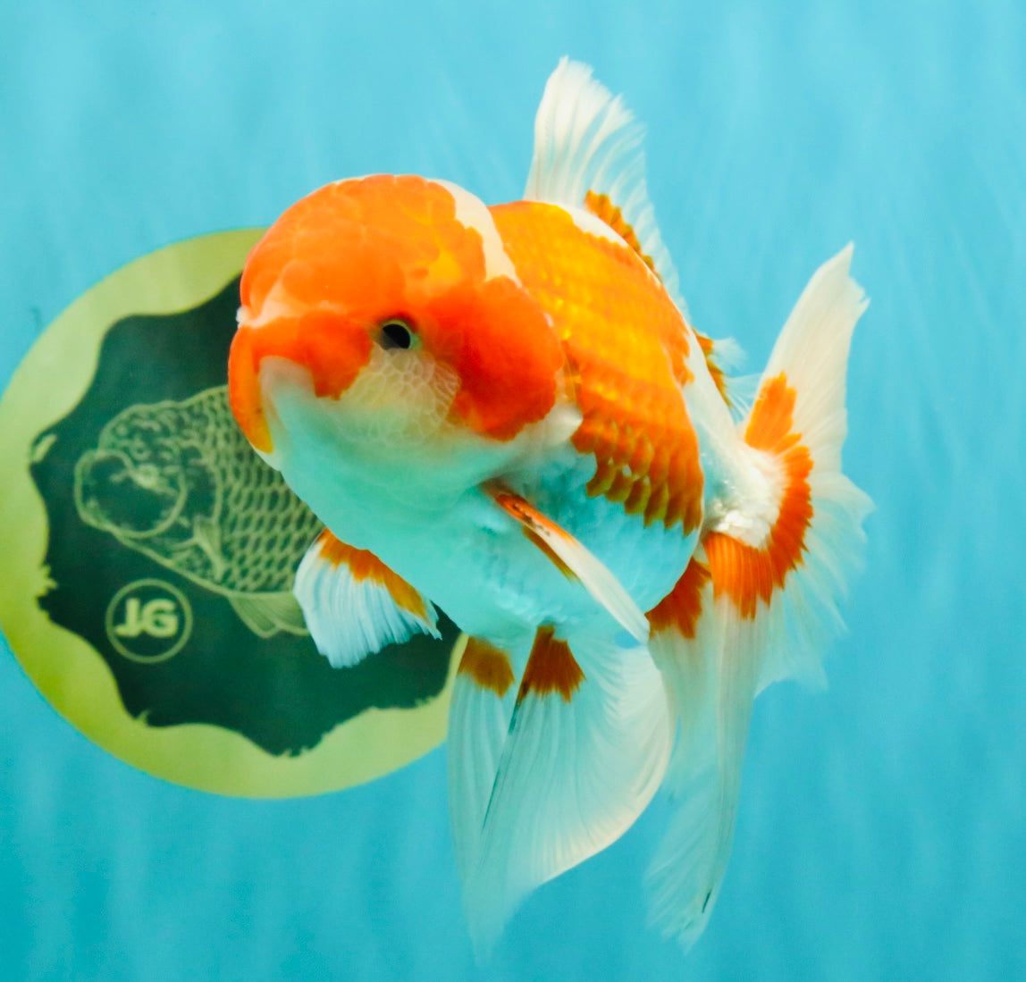 A Grade  Red White Oranda Male 5.5 inches #100926OR_15