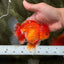 AAA Grade Red White Oranda Male 5-5.5 inches #073126OR_08