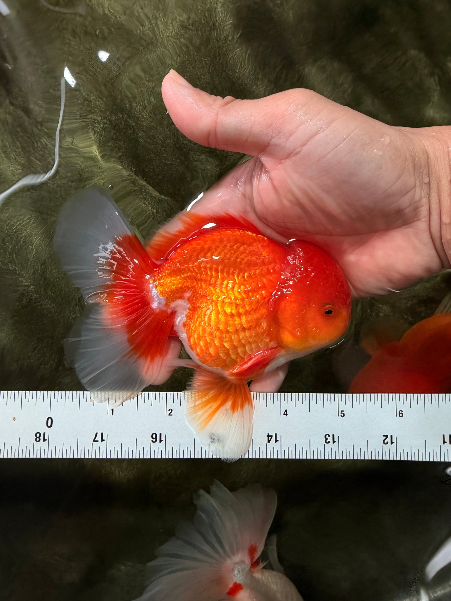 AAA Grade Red White Oranda Male 5-5.5 inches #073126OR_08