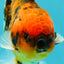 SPECIAL AAA Grade Tiger Oranda Male 5 inches #090426OR_03