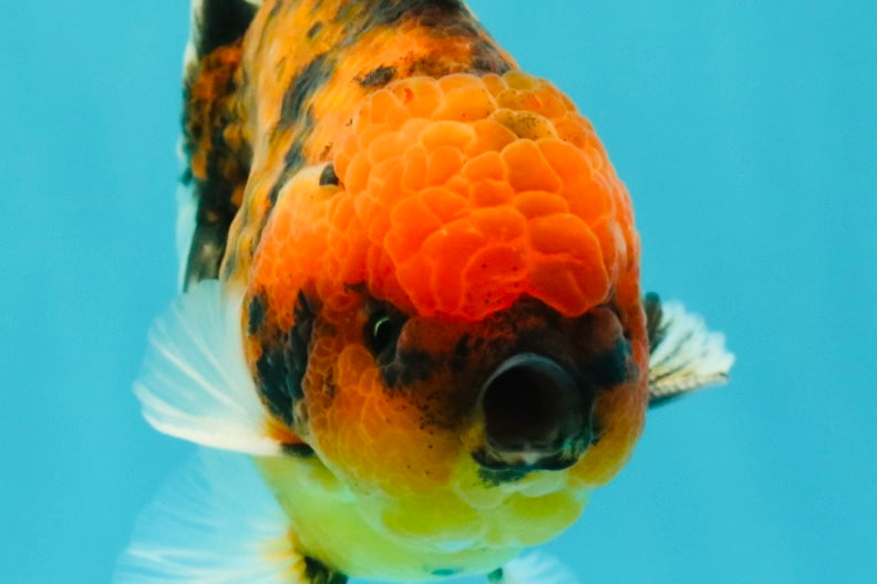 SPECIAL AAA Grade Tiger Oranda Male 5 inches #090426OR_03