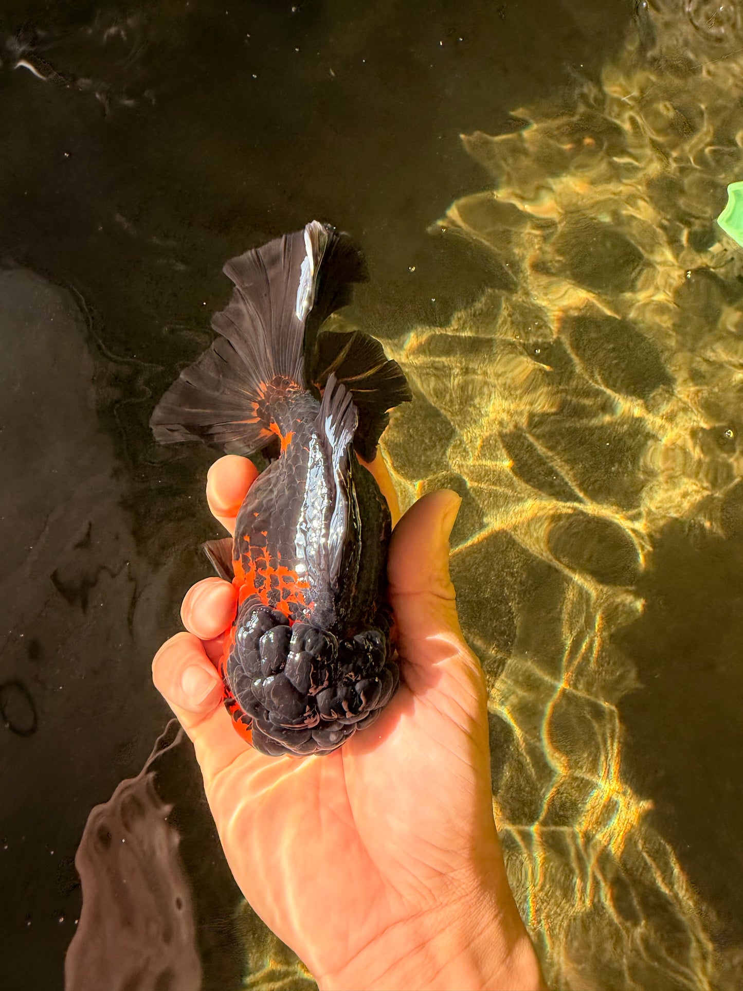 A Grade LAVA Apache Oranda Female 5.5-6 inches #030626OR_28