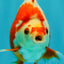 AAA Grade Red White Ryukin Male 4 inches #041726RK_05