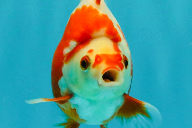 AAA Grade Red White Ryukin Male 4 inches #041726RK_05
