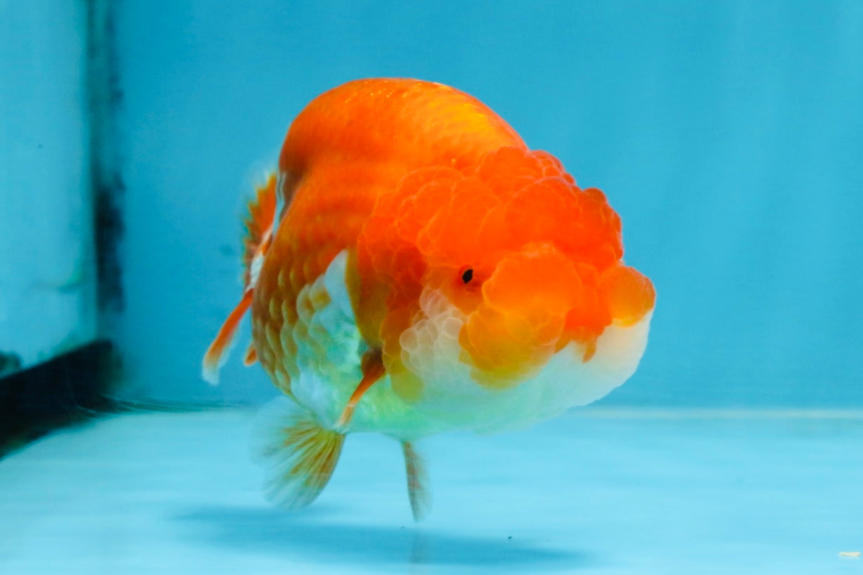 AAA Grade Red White LionQueen 4 inches #103125LC_29