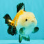 A Grade Tricolor Yuanbao Male 4.5-5 inches #082126YB_24