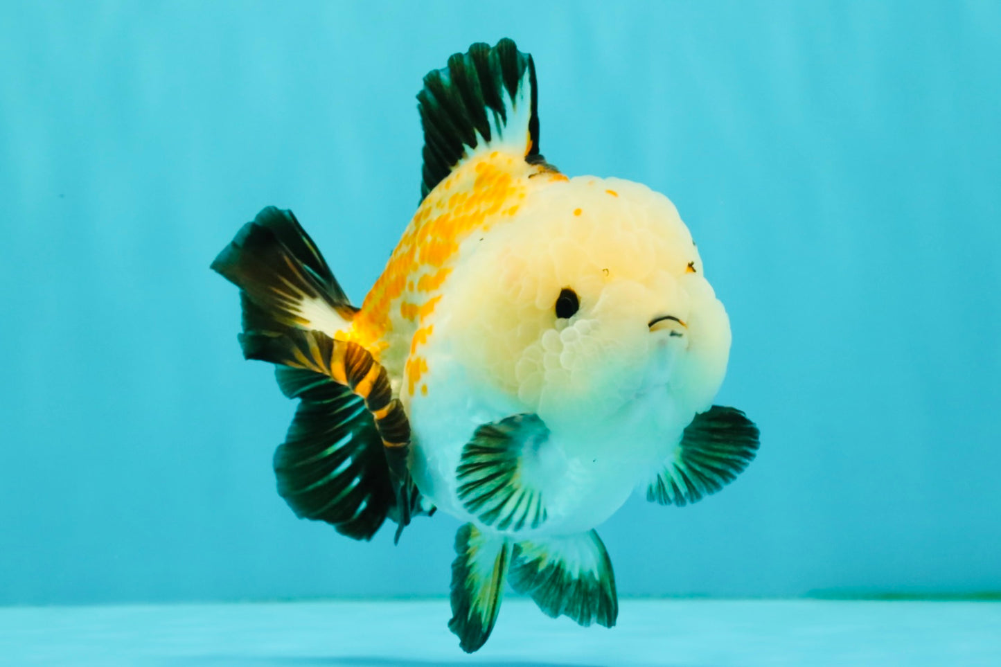 A Grade Tricolor Yuanbao Male 4.5-5 inches #082126YB_24