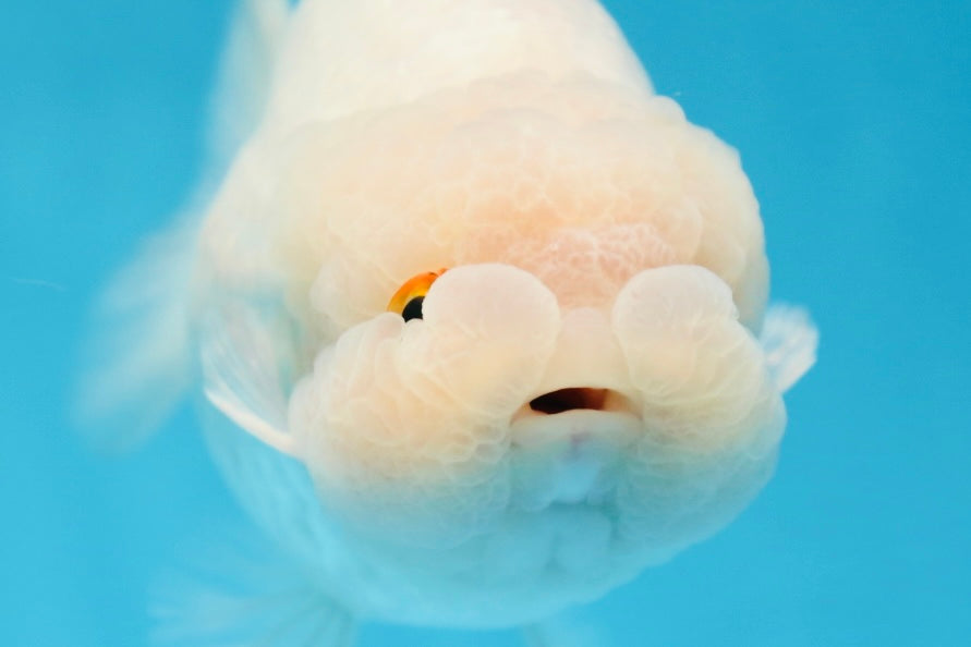 AAA Grade Snow White LionKing 5-5.5 inches #082925LC_18