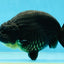 AAA Grade Hugh Back Black Ranchu 5-5.5 inches #050925RC_02