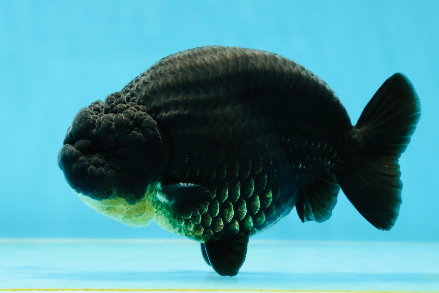 AAA Grade Hugh Back Black Ranchu 5-5.5 inches #050925RC_02