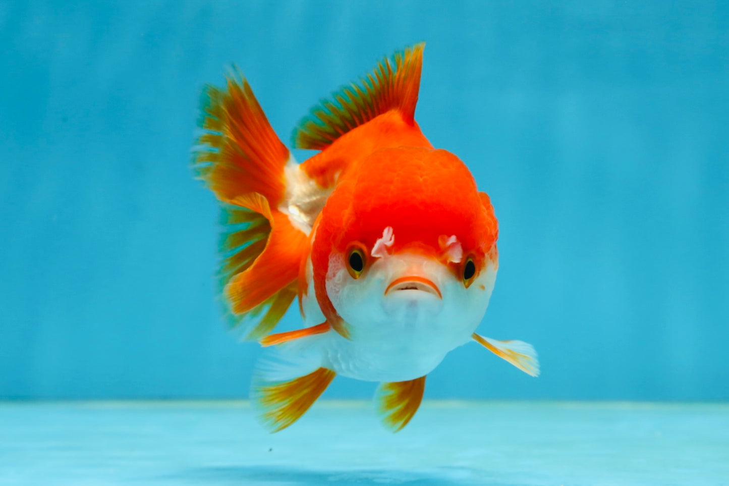 Red White Yuanbao Female 4-4.5 inches #062725YB_12