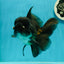 AAA Grade Black Phantom Oranda Male 6.5 inches #110124OR_01