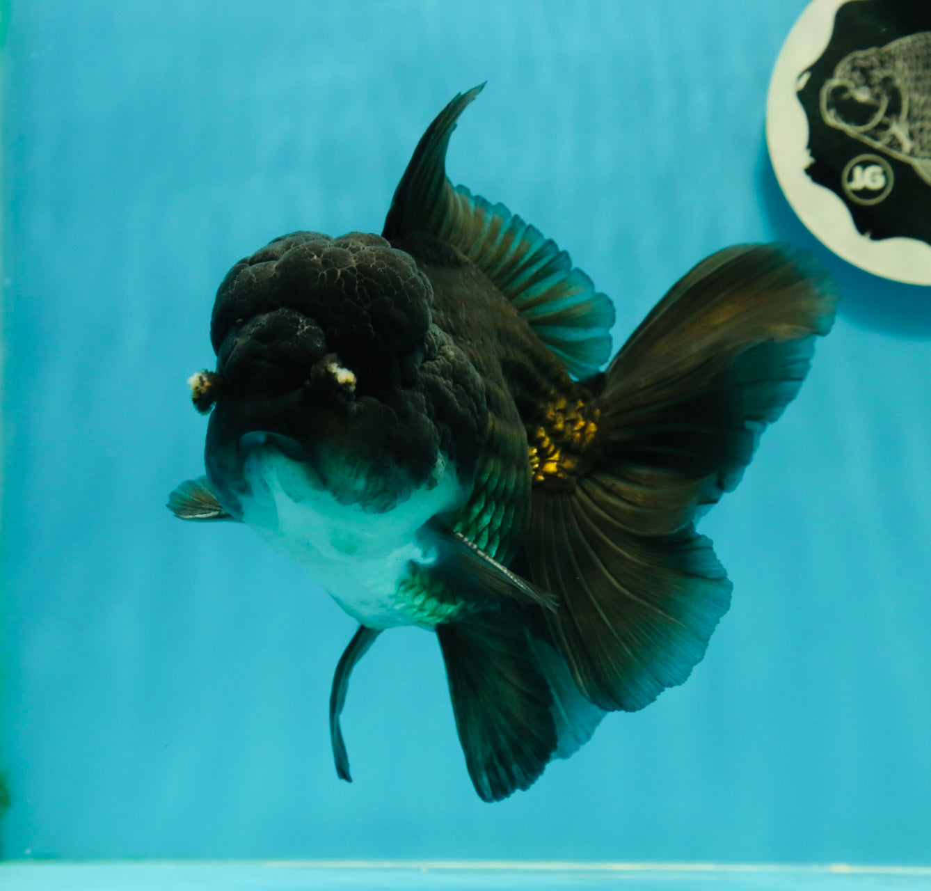 AAA Grade Black Phantom Oranda Male 6.5 inches #110124OR_01