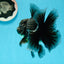 AAA Grade Black Kirin Rose Tail Oranda Male 5 inches #1201OR_09
