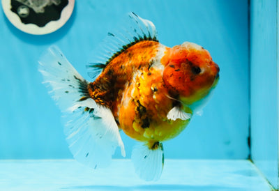 A Grade Chonky Body Tiger Oranda Female 5.5 inches #1103OR_01