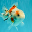 Calico Yuanbao Male 5.5 inches #051526YB_05