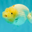 A Grade White LionQueen 4.5 inches #082126LC_22