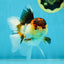 🌋 A Grade Tricolor Oranda Female 4.5 inches #041825OR_15