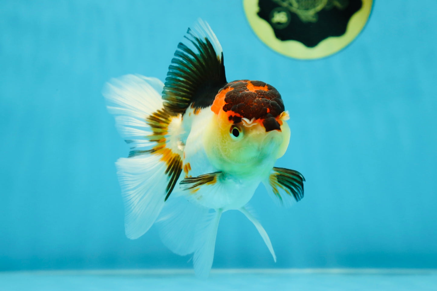 🌋 A Grade Tricolor Oranda Female 4.5 inches #041825OR_15