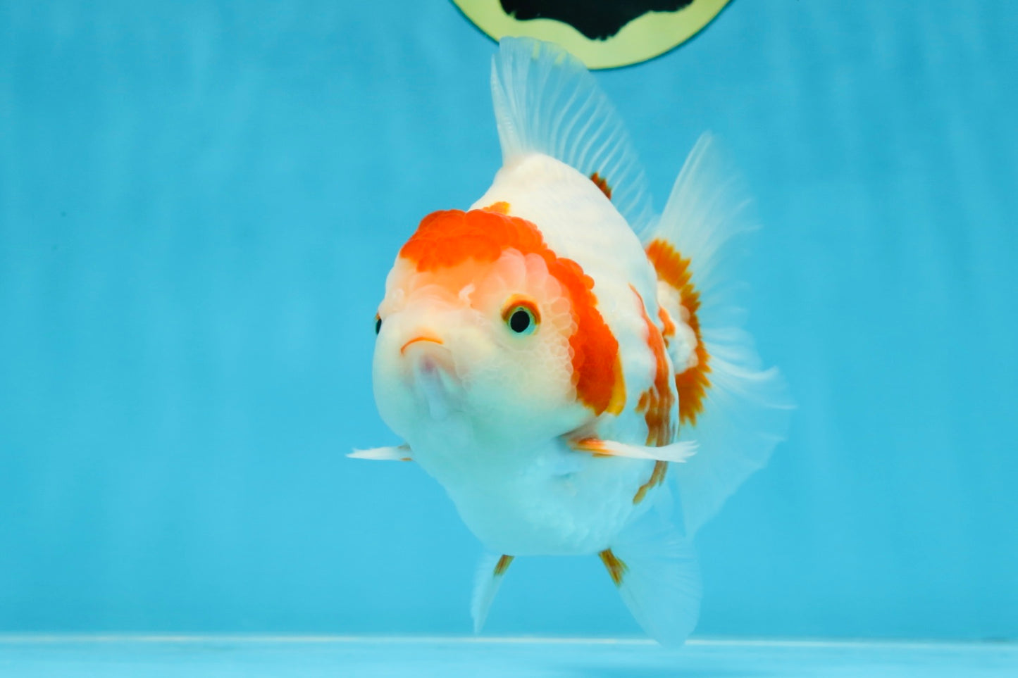 AAA Grade Red White Yuanbao Male 5 inches #100325YB_02