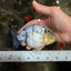 UNIQUE AAA Grade Jumbo Bloodline White Tiger Ranchu Male 4.5-5 inches #071726RC_06