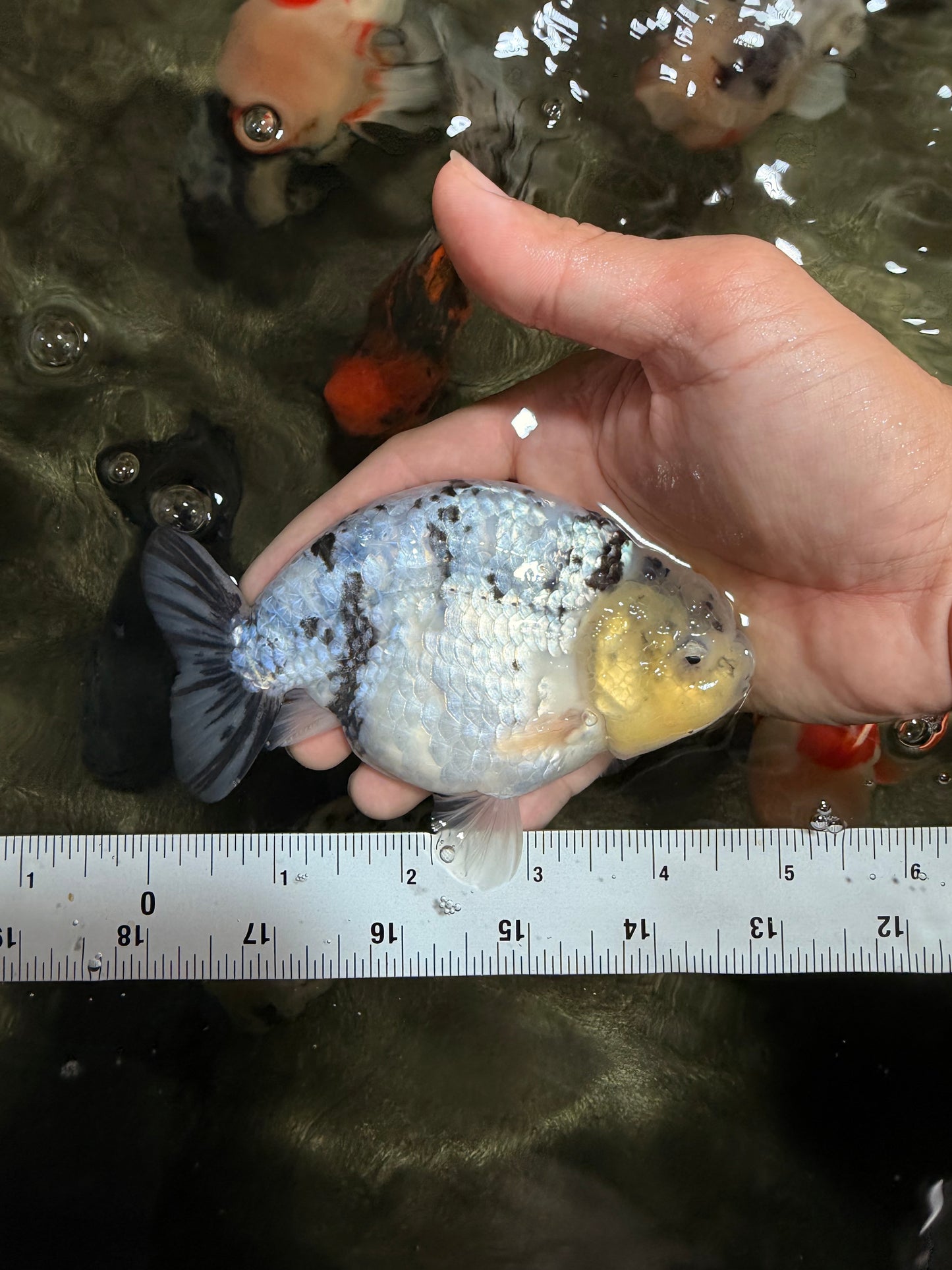 UNIQUE AAA Grade Jumbo Bloodline White Tiger Ranchu Male 4.5-5 inches #071726RC_06
