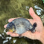 UNIQUE AAA Grade Blue Ranchu Male 5 inches #071026RC_10