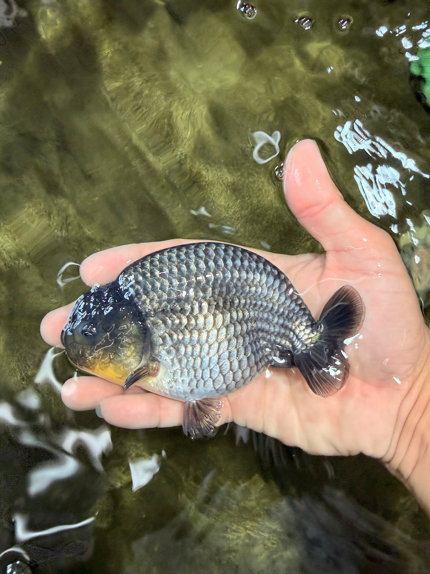 UNIQUE AAA Grade Blue Ranchu Male 5 inches #071026RC_10