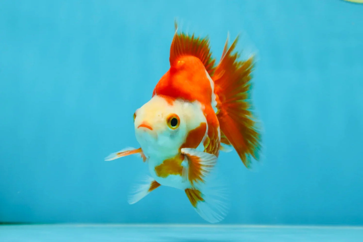 3rd Runner Up SHOW GRADE Red White Ryukin Male 3.5-4 inches #053025RK_9999