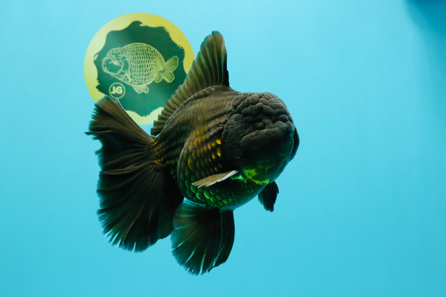 AAA Grade Godzilla Black Copper Oranda Male 7 inches #032026OR_01