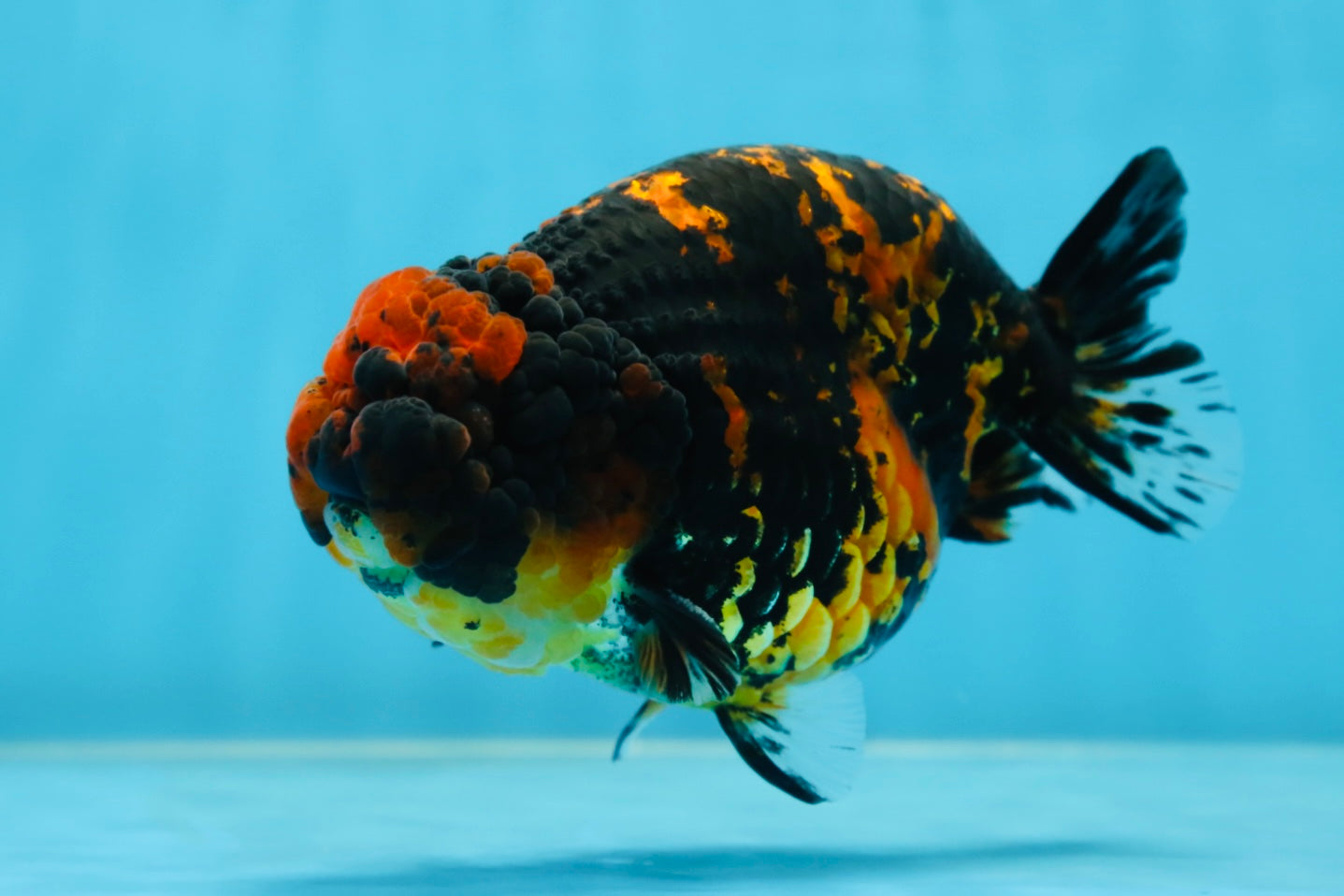 AAA Grade Tiger LionKing 5 inches #080825LC_23