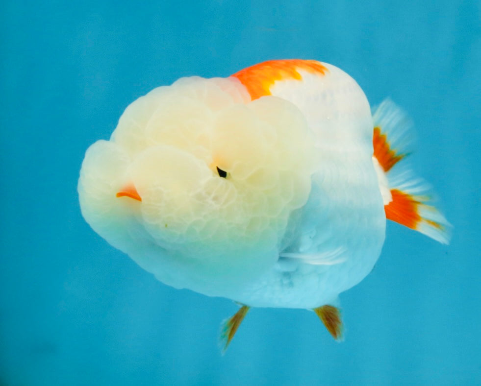 FLUFFY A Grade Red White LionQueen 4 inches #121225LC_07