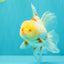 A Grade Red White Oranda Male 6 inches #102326OR_09