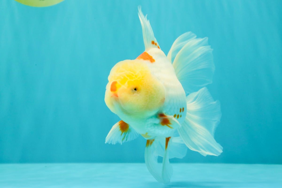 A Grade Red White Oranda Male 6 inches #102326OR_09