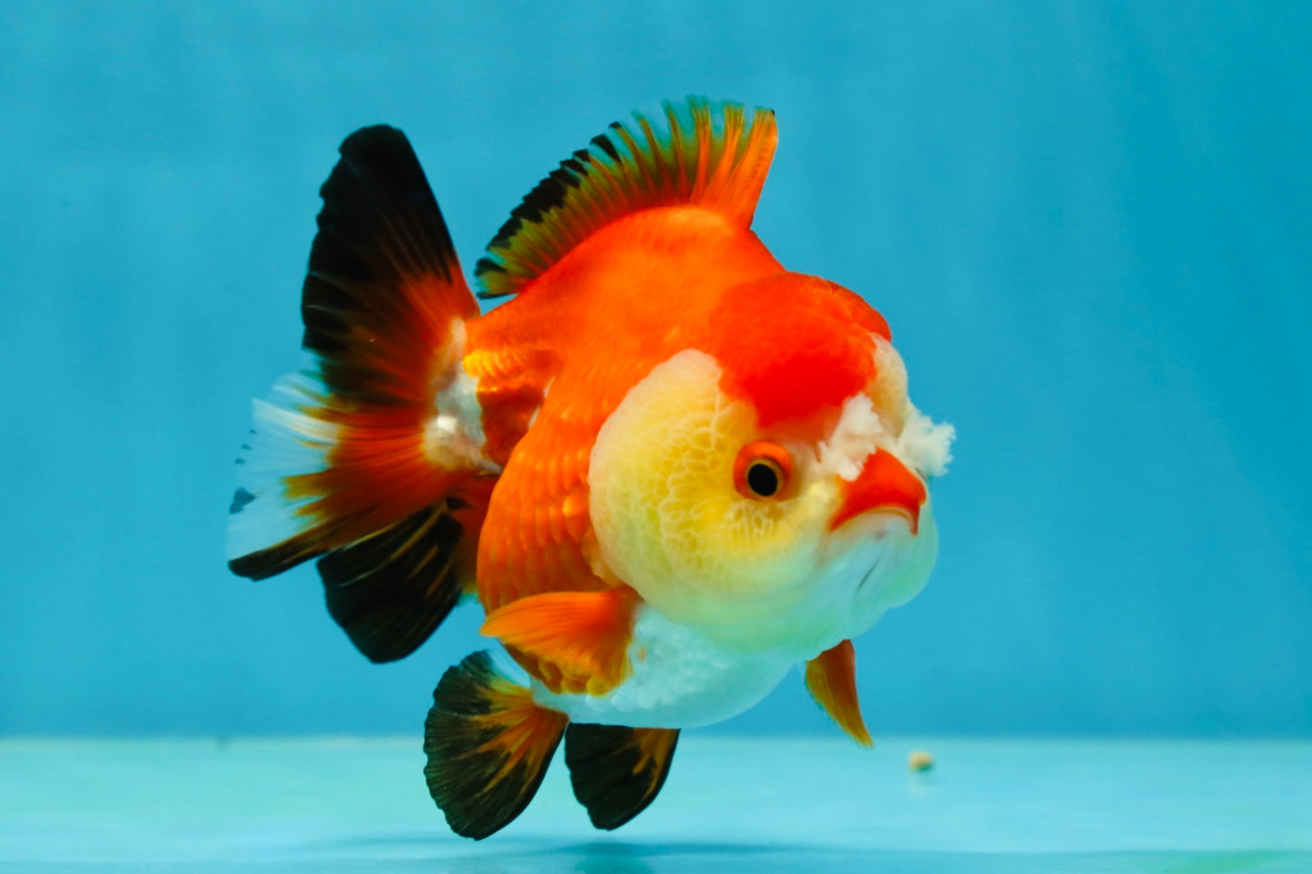 A Grade Pompom Tricolor Yuanbao Female 4-4.5 inches #050925YB_27