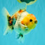 UNIQUE A Grade Marble Red Head Oranda Male 4.5-5 inches #090426OR_05
