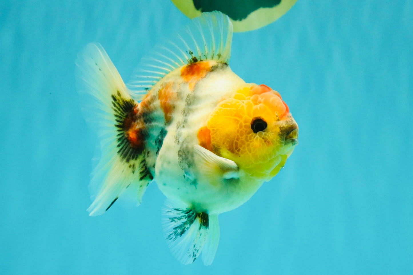 UNIQUE A Grade Marble Red Head Oranda Male 4.5-5 inches #090426OR_05