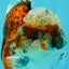 A Grade Calico Oranda Female 5.5 inches #050126OR_05