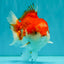 CHUBBY AAA Grade Red White Yuanbao Male 5.5 inches #050826YB_07