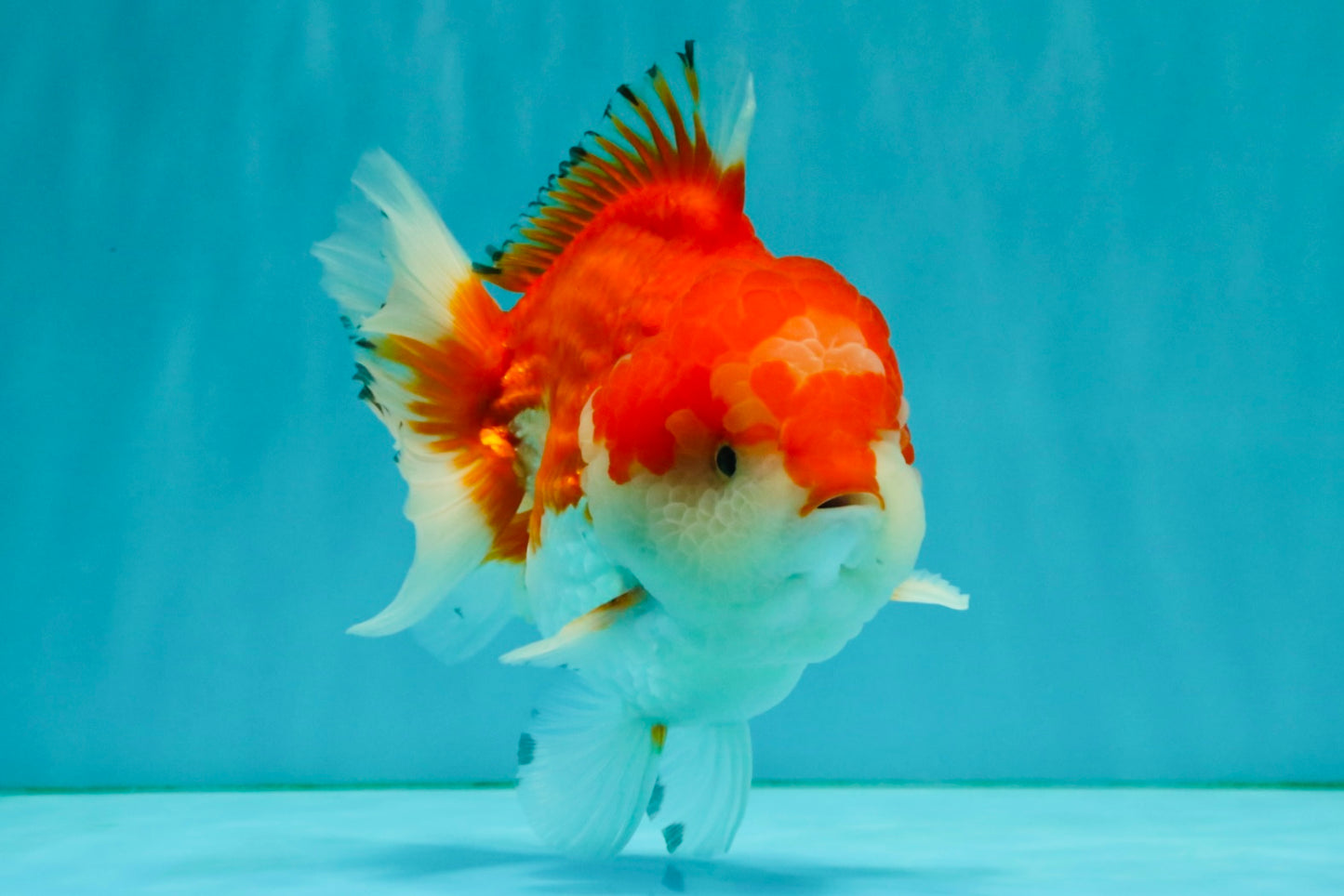 CHUBBY AAA Grade Red White Yuanbao Male 5.5 inches #050826YB_07
