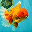 AAA Grade Super Jumbo Red White  Oranda Male 8-8.5 inches #062626OR_04