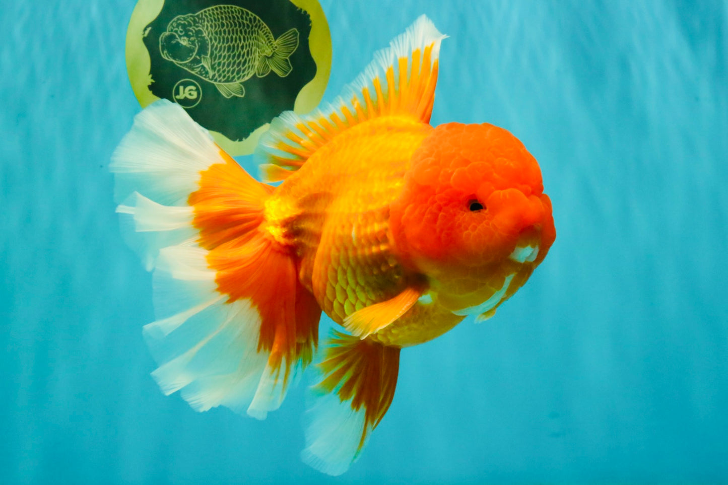 AAA Grade Super Jumbo Red White  Oranda Male 8-8.5 inches #062626OR_04