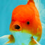 AAA Grade Red White Oranda Male 5.5-6 inches #072426OR_08