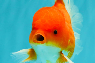 AAA Grade Red White Oranda Male 5.5-6 inches #072426OR_08