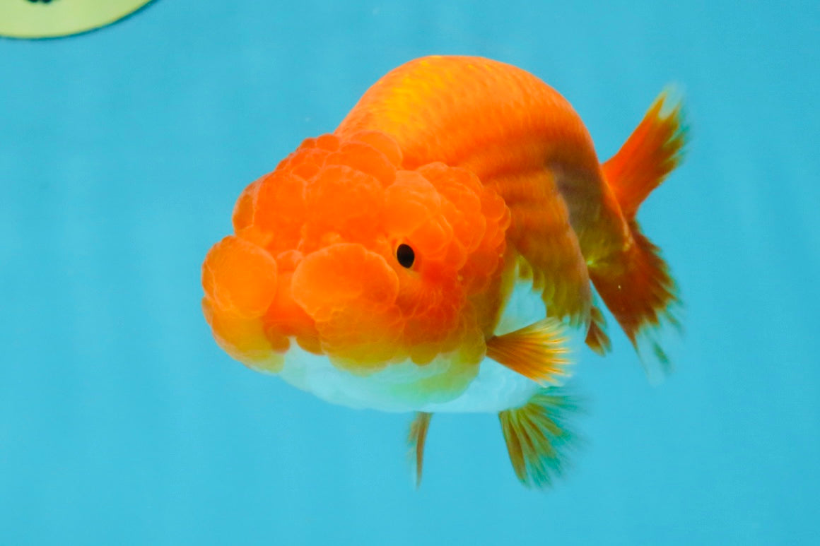 CHUBBY A Grade Red White LionQueen 4.5 inches #120525LC_14