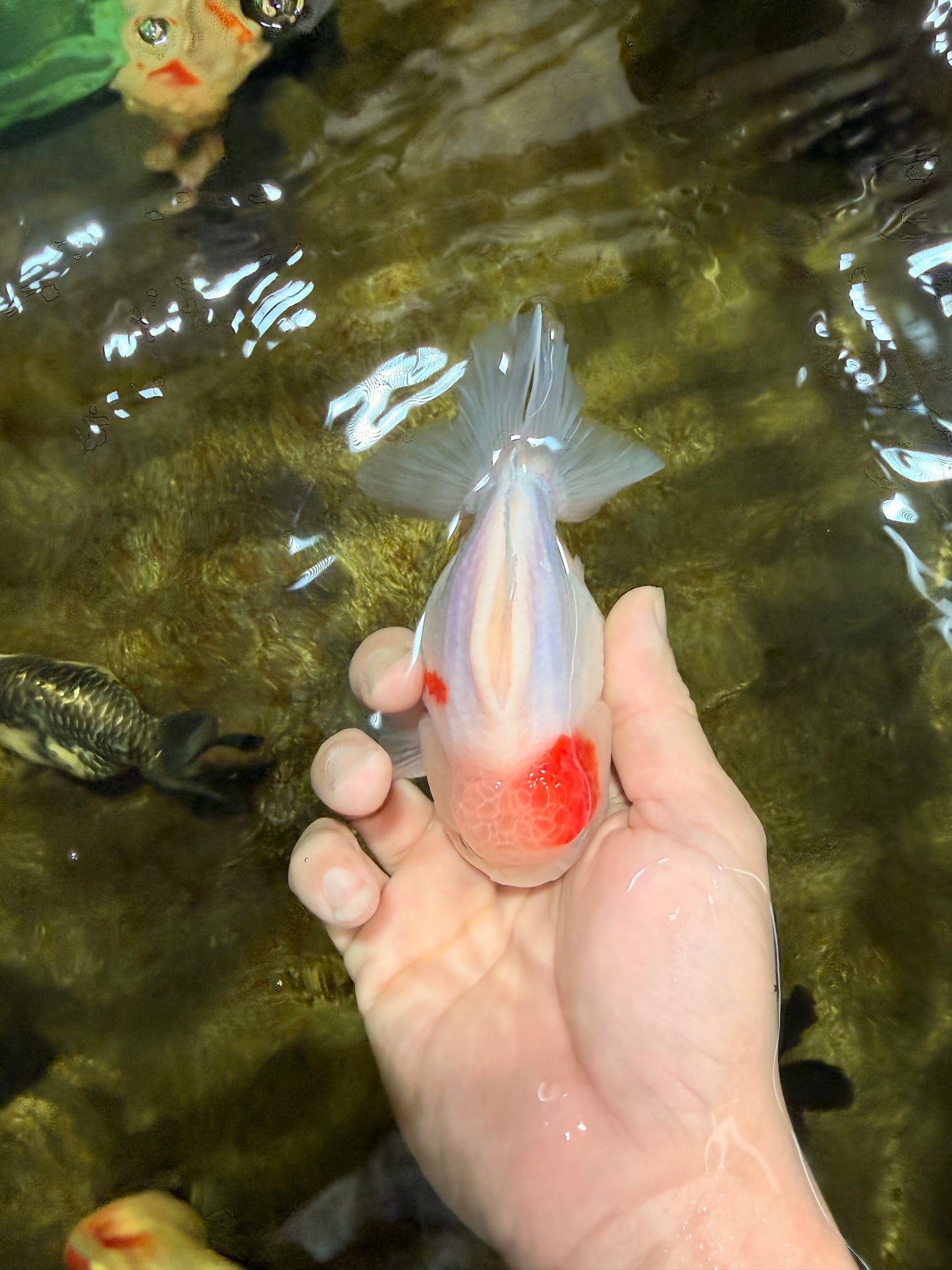 A Grade Sakura Yuanbao Male 4.5 inches #103125YB_01