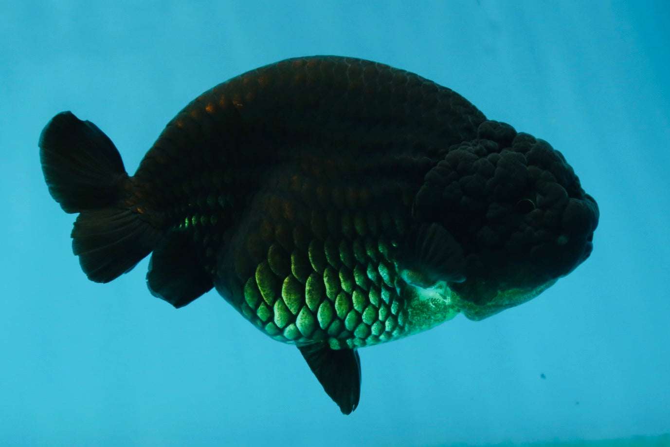 AAA Grade Black LionQueen 5 inches #062725LC_05