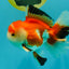 A Grade Red White Oranda Male 5.5 inches #042426OR_07