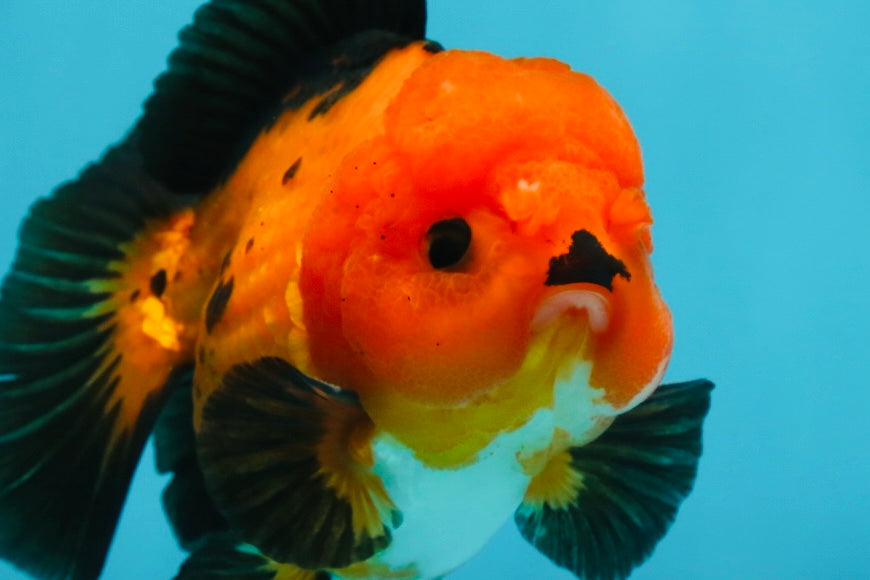 A Grade Pompom Apache Button Eyes Yuanbao Male 4 inches #050925YB_26